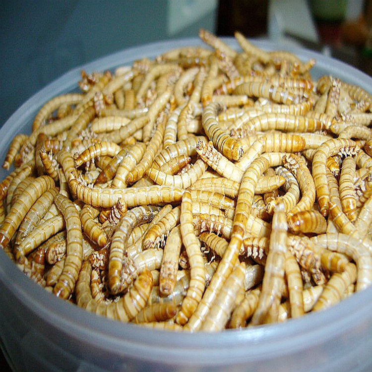 Parrot Food Mealworms Natural Bird Feed Dried mealworm Pet Food